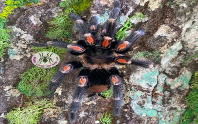 auratum Mature Male tarantula
